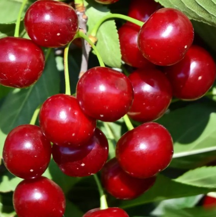 Meggy Debreceni bőtermő